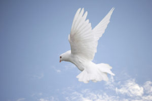 Dove flying with wings oustretched in a blue sky with a few clouds